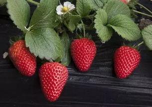 97国产在线草莓精品